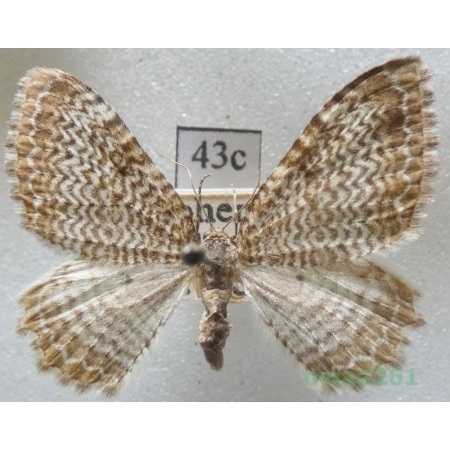 Hydria undulata (Linnaeus, 1758) Czech43c